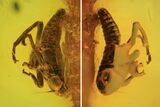 Fossil Cicada (Auchenorrhyncha) Nymph In Baltic Amber #102746-2